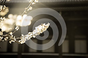 Cherry blossoms at hongwanji in Kyoto, Japan