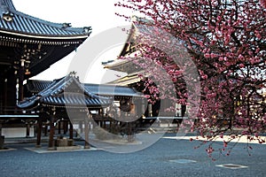 Cherry blossoms at hongwanji in Kyoto, Japan