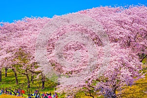 Cherry blossoms at Honkanzan Park