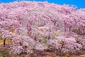 Cherry blossoms at Honkanzan Park