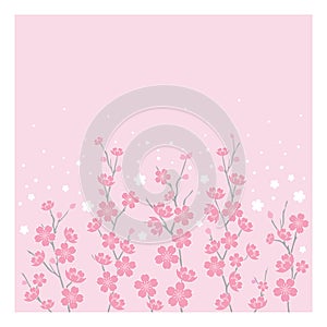 Cherry Blossoms - Horizontal