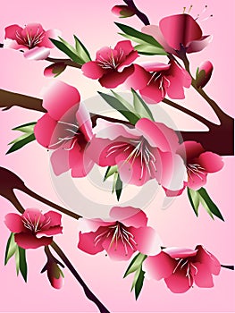 Cherry blossoms illustration