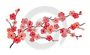 Cherry Blossoms Isolated