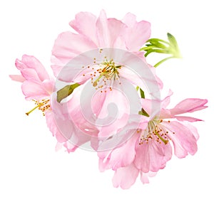 Cherry blossoms isolated on white