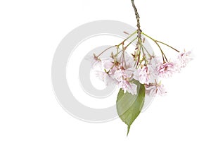 Cherry blossoms isolated on white background