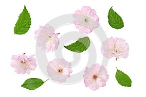 Cherry blossoms isolated on a white background, top view