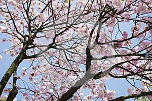 Cherry blossoms