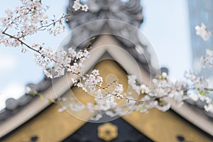 Cherry blossoms and a Japanese Shintoist Shrine in the background by a sunny day photo