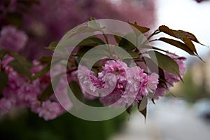 Cherry blossoms. Japanese tree in pink colors.