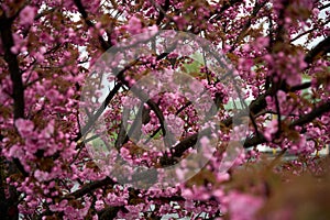 Cherry blossoms. Japanese tree in pink colors.