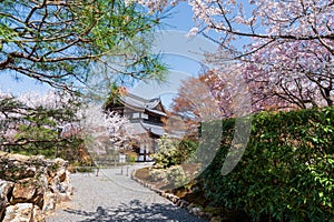 Cherry blossoms in Japanese Zen garden. Shogunzuka Seiryuden Shorenin Temple. Kyoto, Japan.
