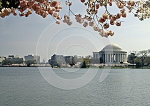 Cherry Blossoms and Jefferson Memorial