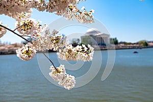 Cherry Blossoms at Jefferson Memorial along Tidal Basin, Washington DC