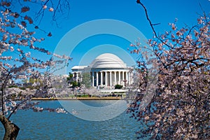 Cherry Blossoms at Jefferson Memorial along Tidal Basin, Washington DC