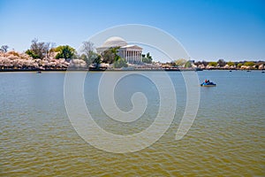 Cherry Blossoms at Jefferson Memorial along Tidal Basin, Washington DC