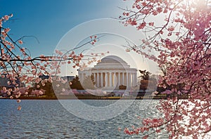 Cherry blossoms with the Jefferson Memorial in the background at Tidal Basin in Washington DC