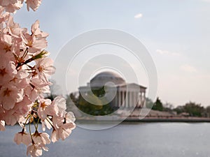 Cherry Blossoms Jefferson Memorial Tidal Basin