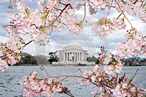 Cherry Blossoms and the Jefferson Memorial in Washington DC photo