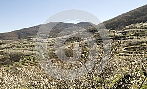 Cherry blossoms in Jerte Valle