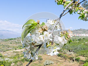 Cherry Blossoms, Jerte Valley photo