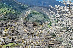 Cherry blossoms in the Jerte Valley, Spain photo