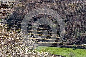 Cherry blossoms in the Jerte Valley, Spain