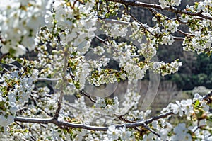 Cherry blossoms in the Jerte Valley, Spain