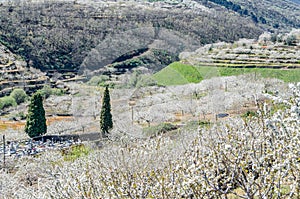 Cherry blossoms in the Jerte Valley, Spain