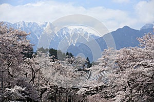 Cherry Blossoms at Jissouji temple