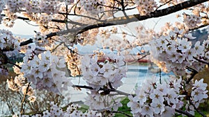 Cherry blossoms in Kakunodate