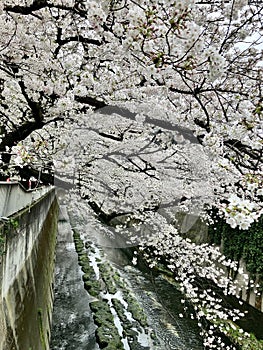 Cherry blossoms at Kanda River, Tokyo 2024