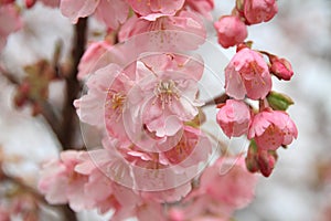 Cherry blossoms (Kawazu Cherry)