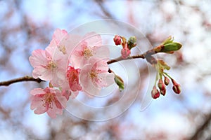 Cherry blossoms (Kawazu Cherry)