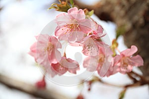 Cherry blossoms (Kawazu Cherry)