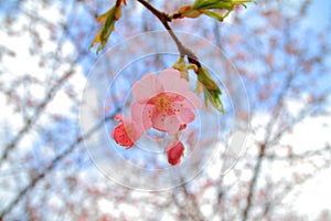 Cherry blossoms (Kawazu Cherry)