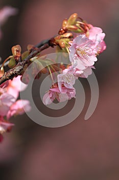 Cherry blossoms (Kawazu Cherry)