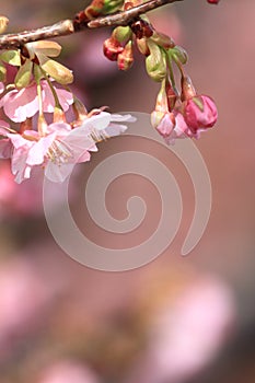 Cherry blossoms (Kawazu Cherry)