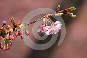 Cherry blossoms (Kawazu Cherry)