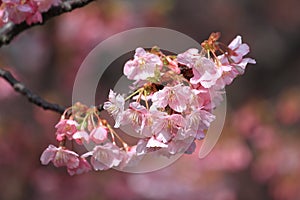 Cherry blossoms (Kawazu Cherry)