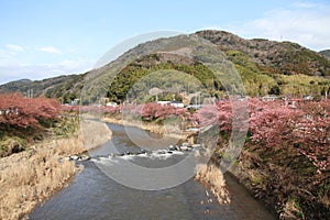 Cherry blossoms (Kawazu Cherry) and Kawazu river