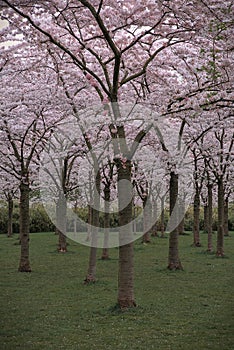 Cherry blossoms at Kersenbloesempark