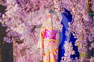 Cherry blossoms and kimono men and women