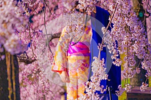 Cherry blossoms and kimono men and women