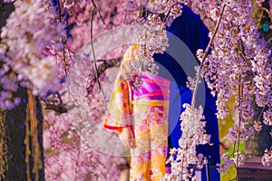 Cherry blossoms and kimono men and women