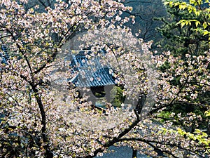 Cherry blossoms at Kirihataji, temple number 10 of Shikoku pilgrimage