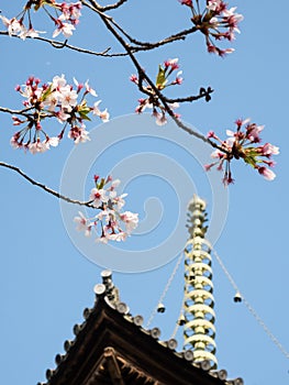 Cherry blossoms at Kirihataji, temple number 10 of Shikoku pilgrimage