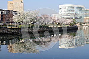 Cherry blossoms on Kishamichi promenade, Yokohama