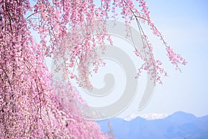 Cherry blossoms at Kitakata, Fukushima