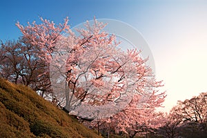 Cherry Blossoms at Kiyomizu-dera, Kyoto, Japan