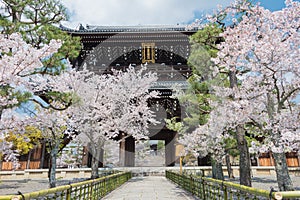 Cherry blossoms at Konkaikomyo-ji Temple in Kyoto, Japan. The Temple originally built in 1175 and